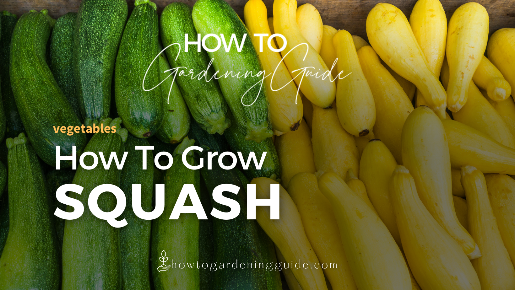 HOW TO grow squash