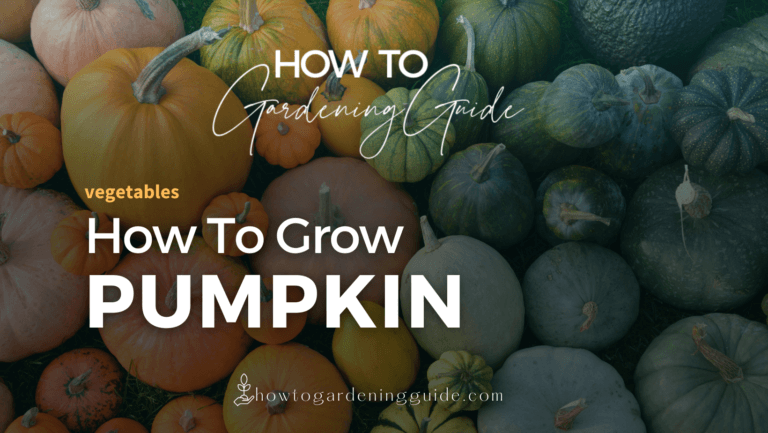 How to Grow Pumpkin